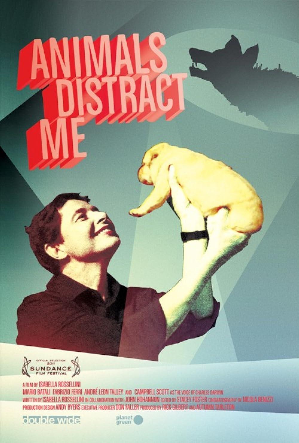 Постер Animals Distract Me